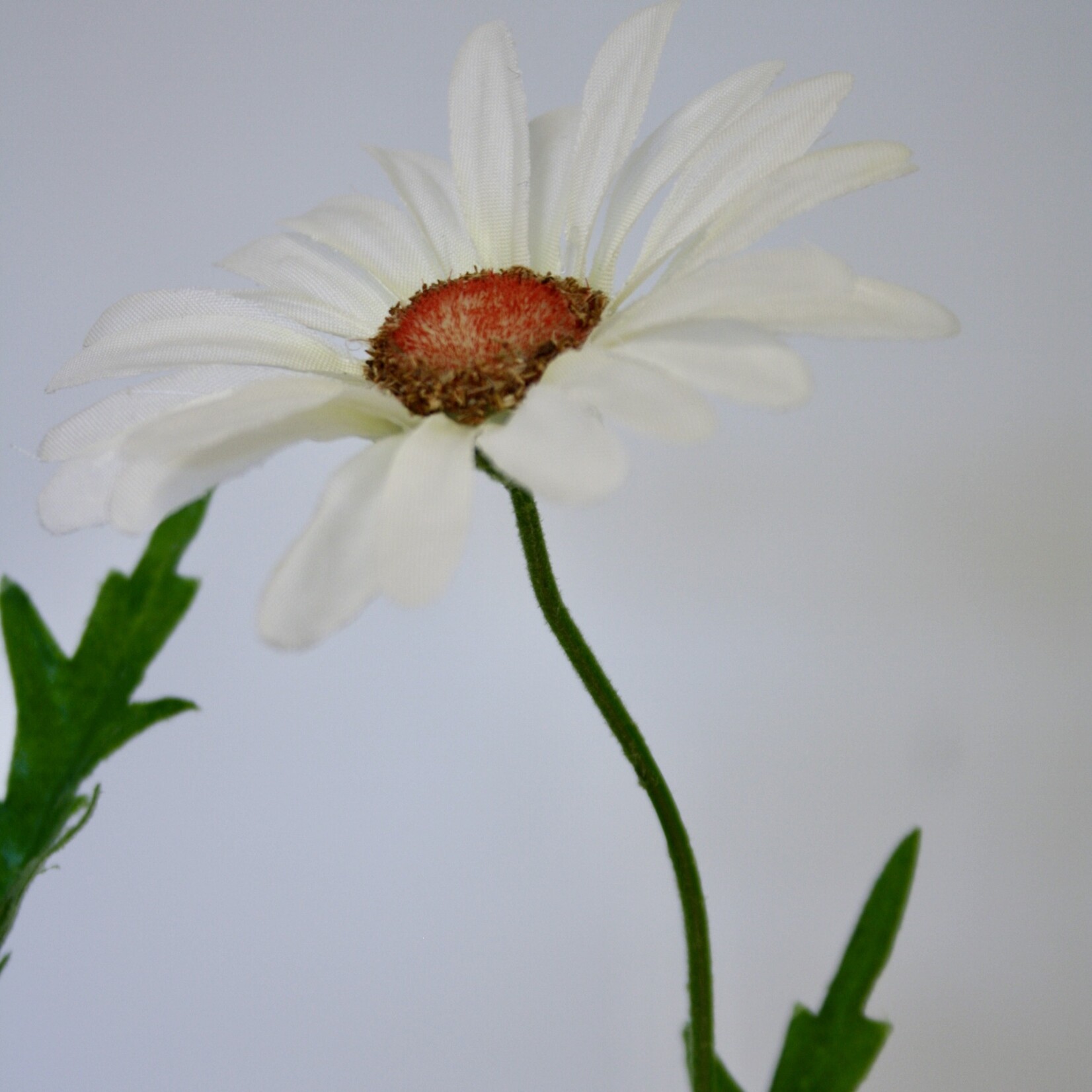 OX EYE DAISY MAIKONIGIN | WHITE | 60 CM