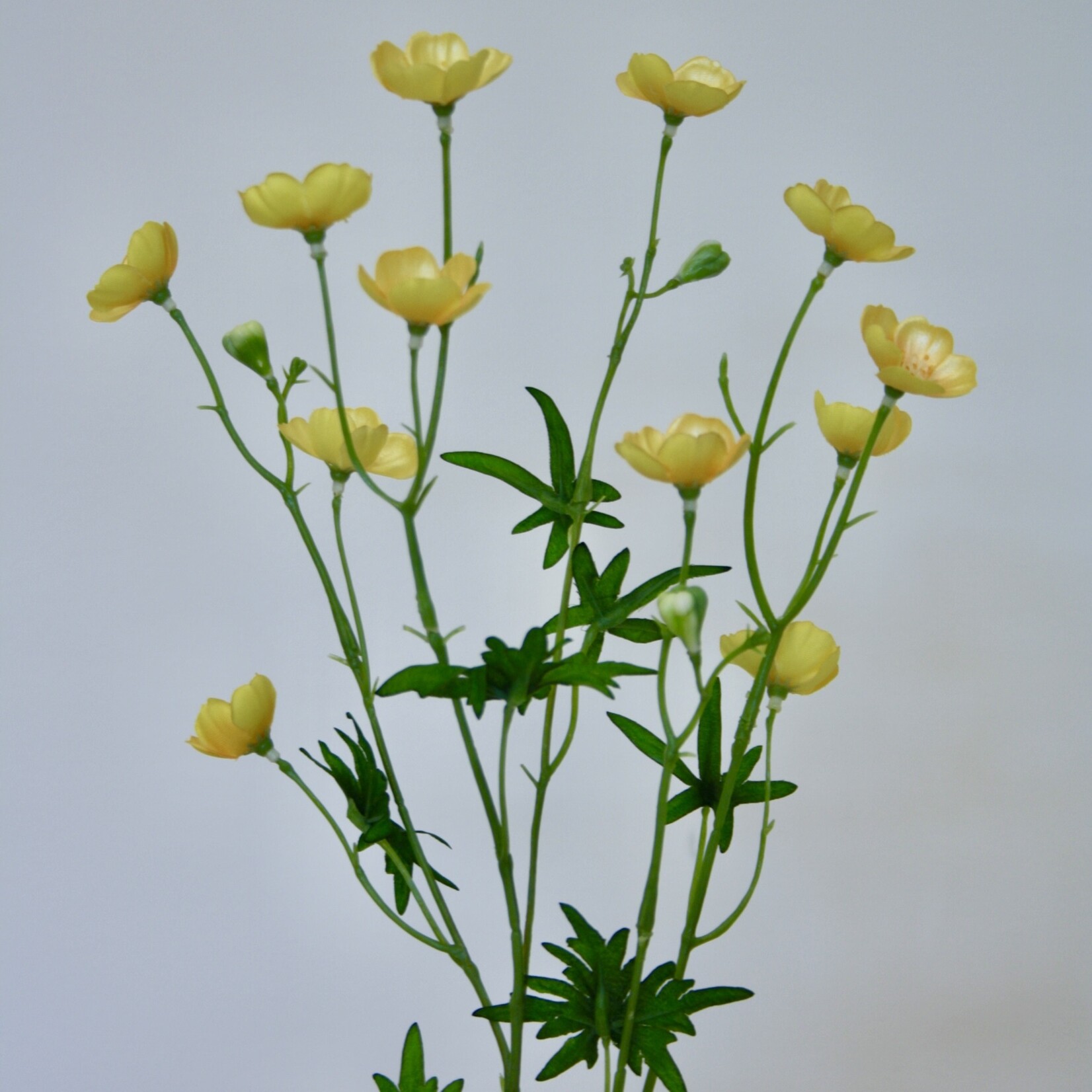 BUTTERCUP | YELLOW | 68 CM
