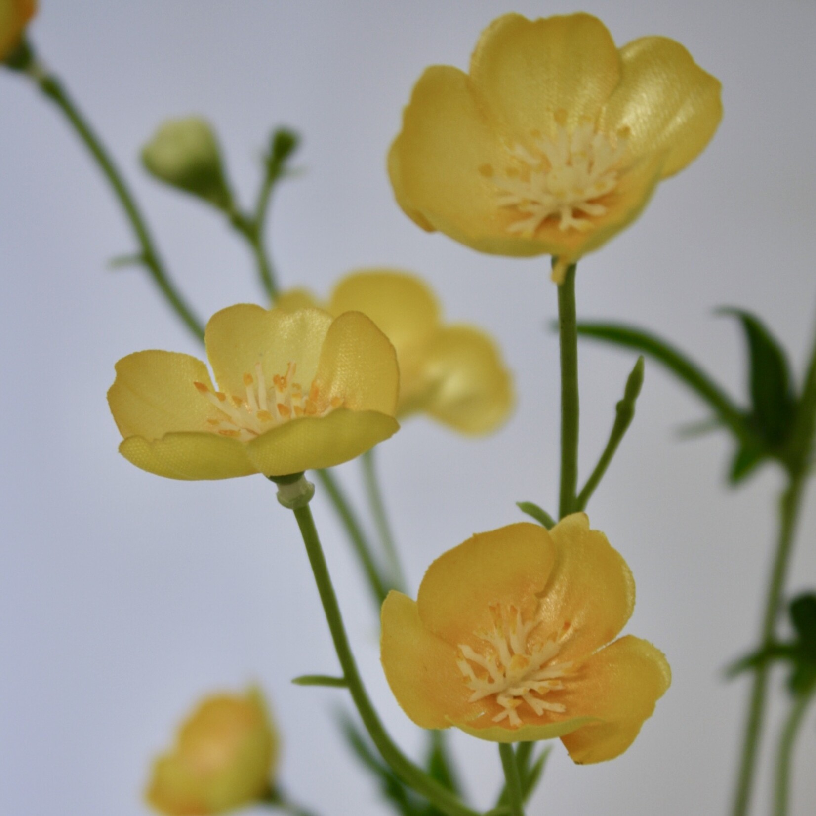 BUTTERCUP | YELLOW | 68 CM