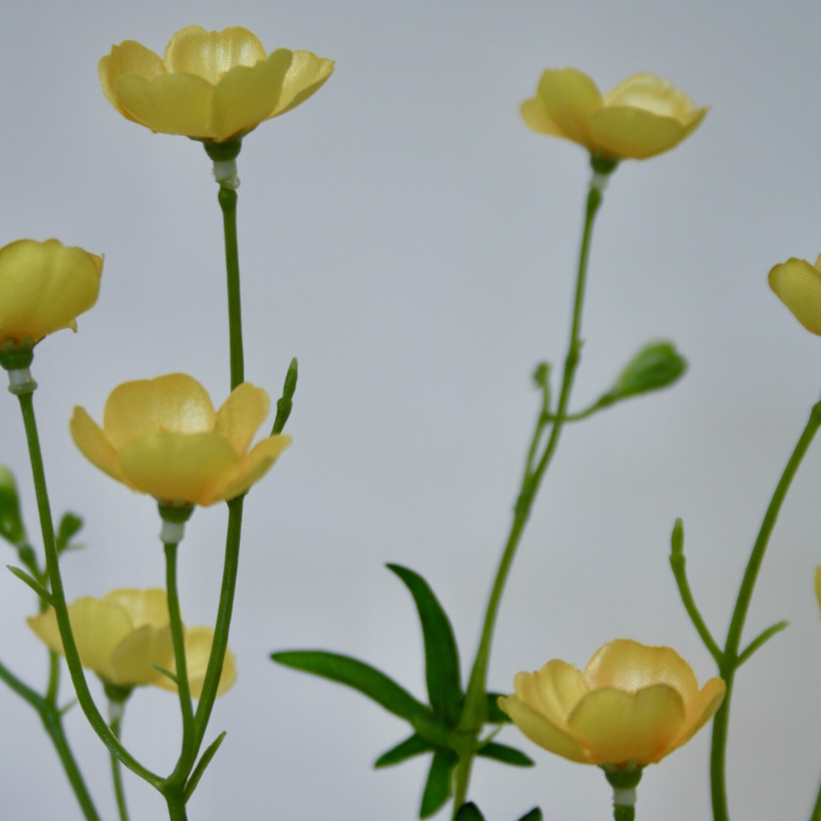 BUTTERCUP | YELLOW | 68 CM