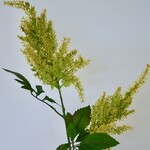PLUIMSPIREA | GROEN GEEL | 80 CM