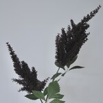 PLUIMSPIREA | BORDEAUX | 80 CM