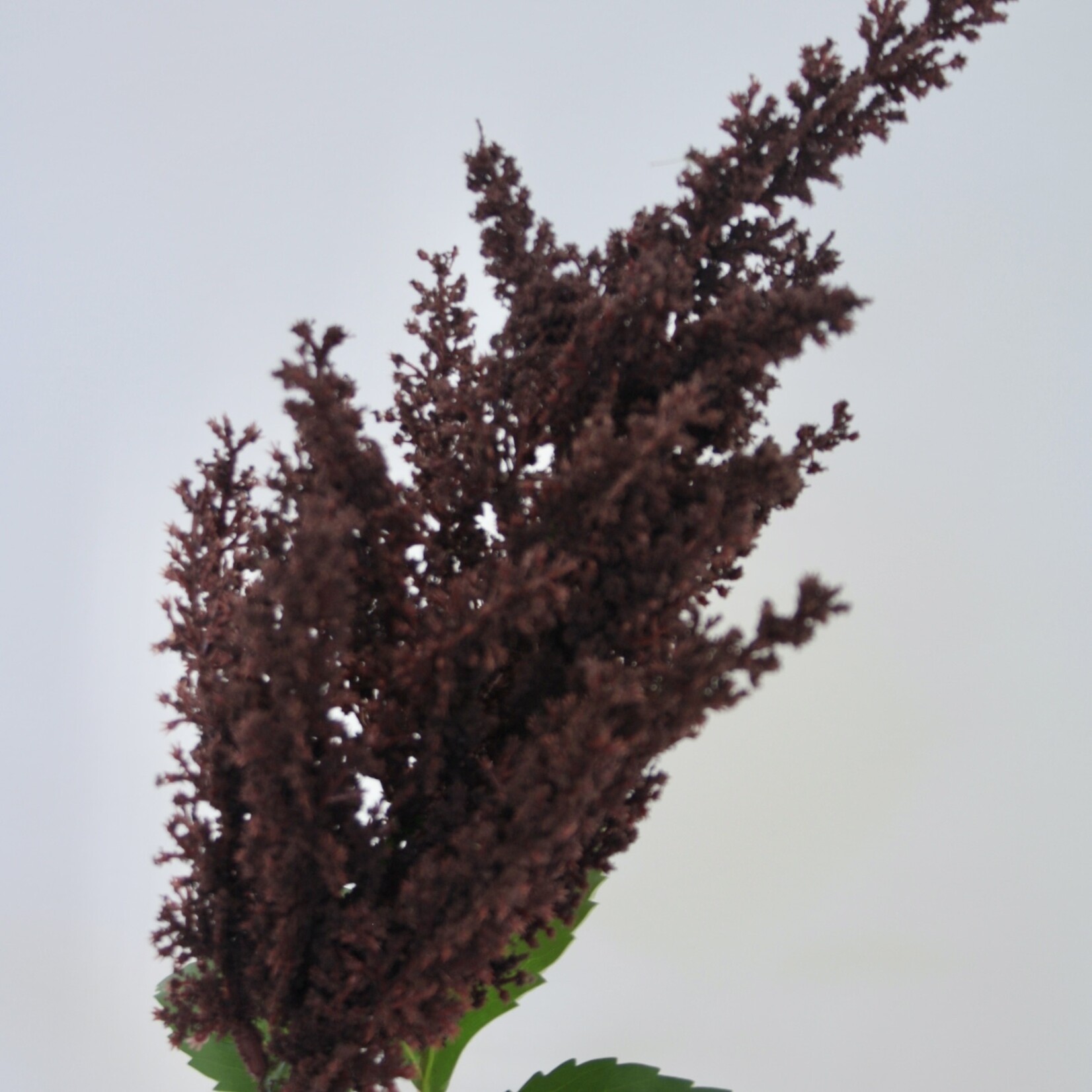 PLUIMSPIREA BLACK PEARLS | BORDEAUX | 80 CM