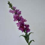 SNAPDRAGON | PURPLE | 93 CM