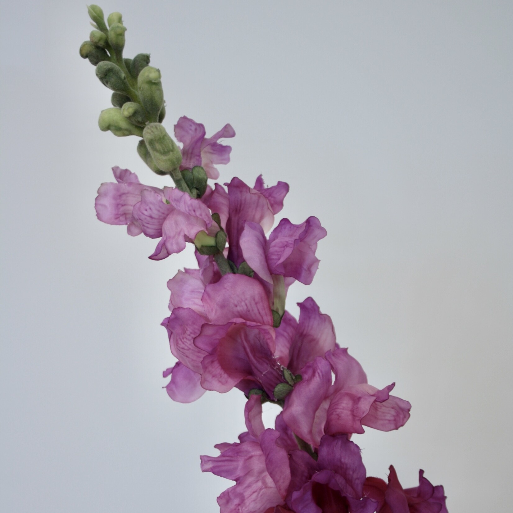 SNAPDRAGON | PURPLE | 93 CM