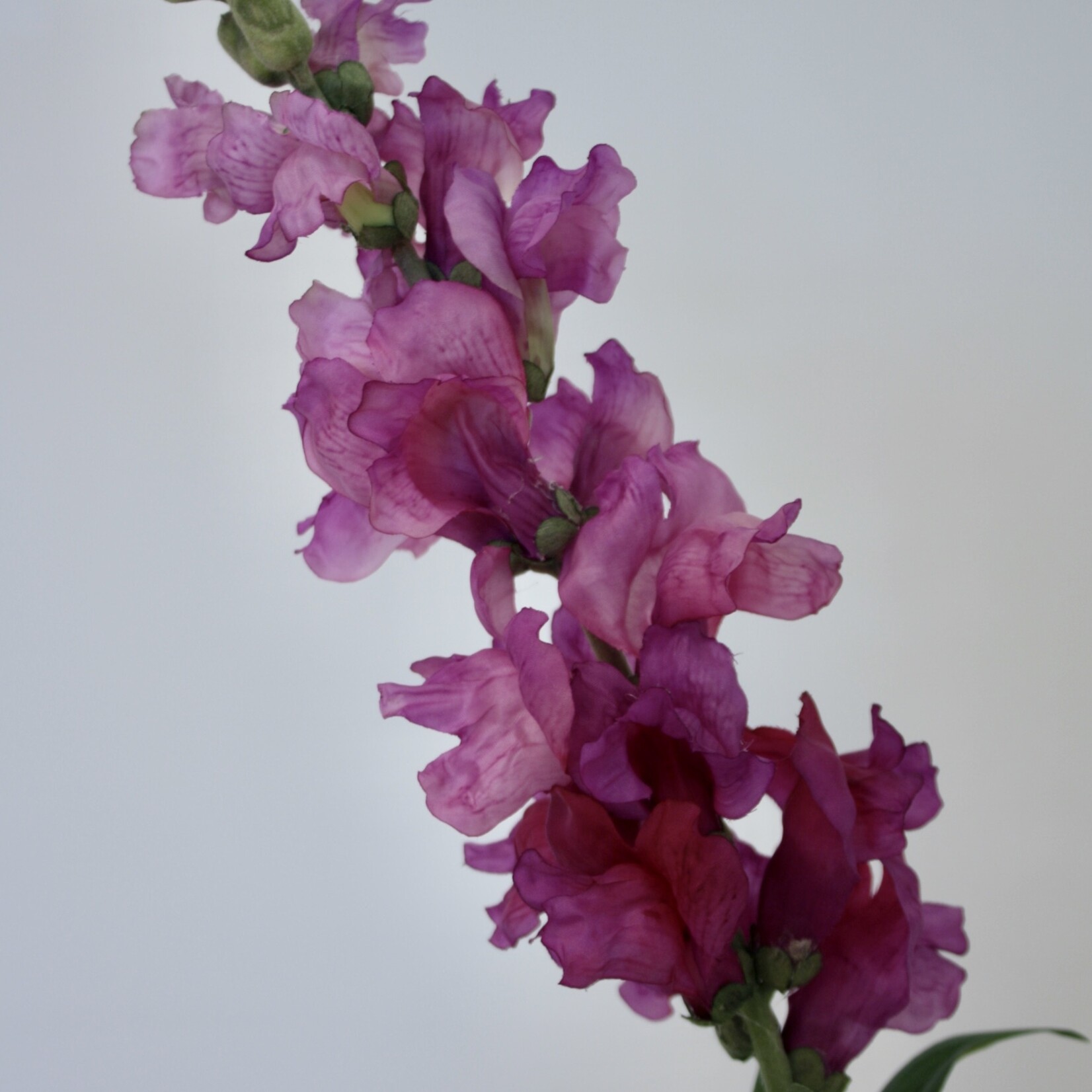 SNAPDRAGON | PURPLE | 93 CM