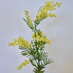 MIMOSA | YELLOW | 86 CM