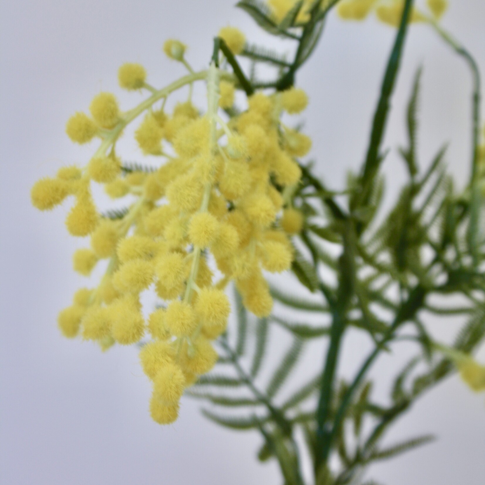 MIMOSA CLAIR DE LUNE| YELLOW | 86 CM