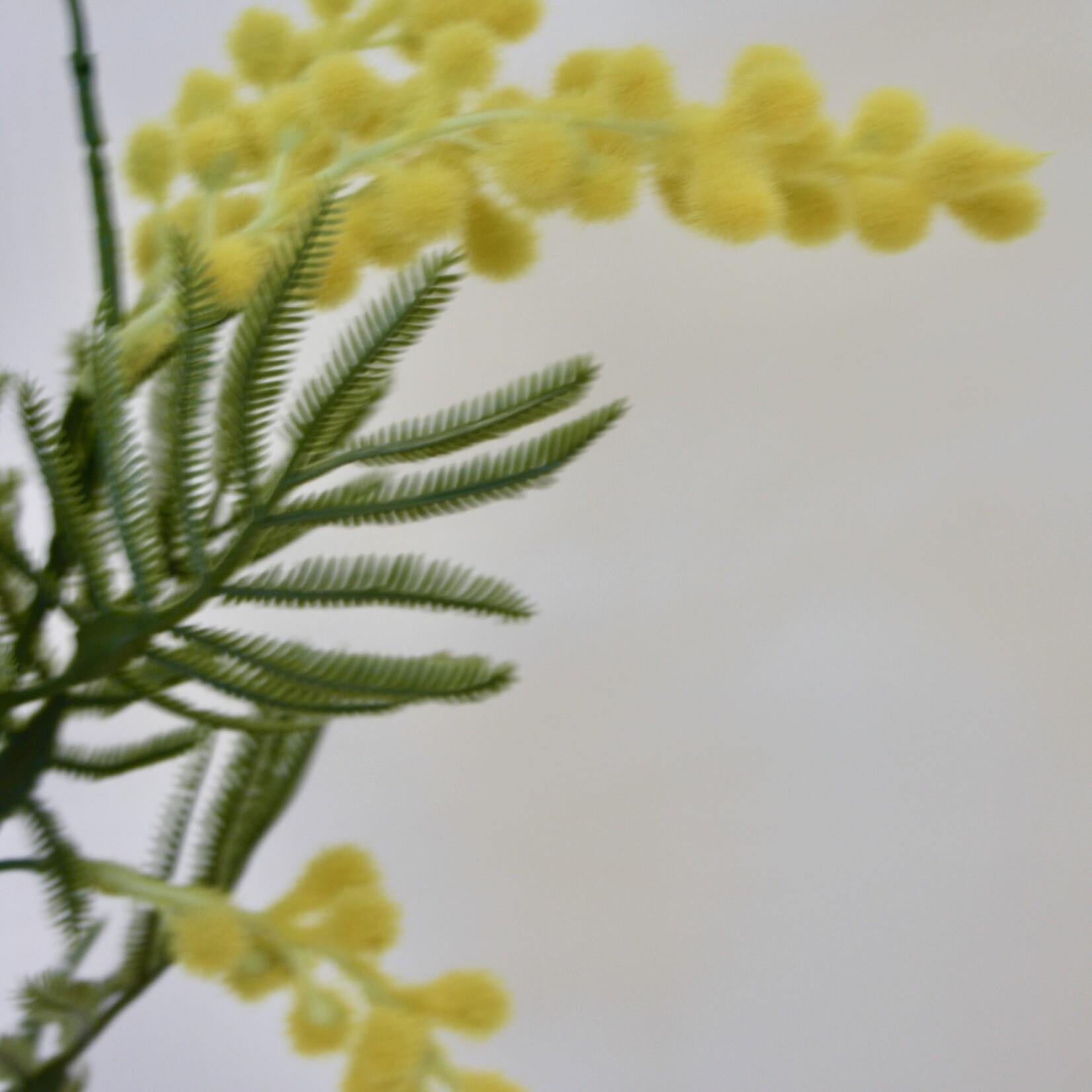 MIMOSA CLAIR DE LUNE| GEEL | 86 CM