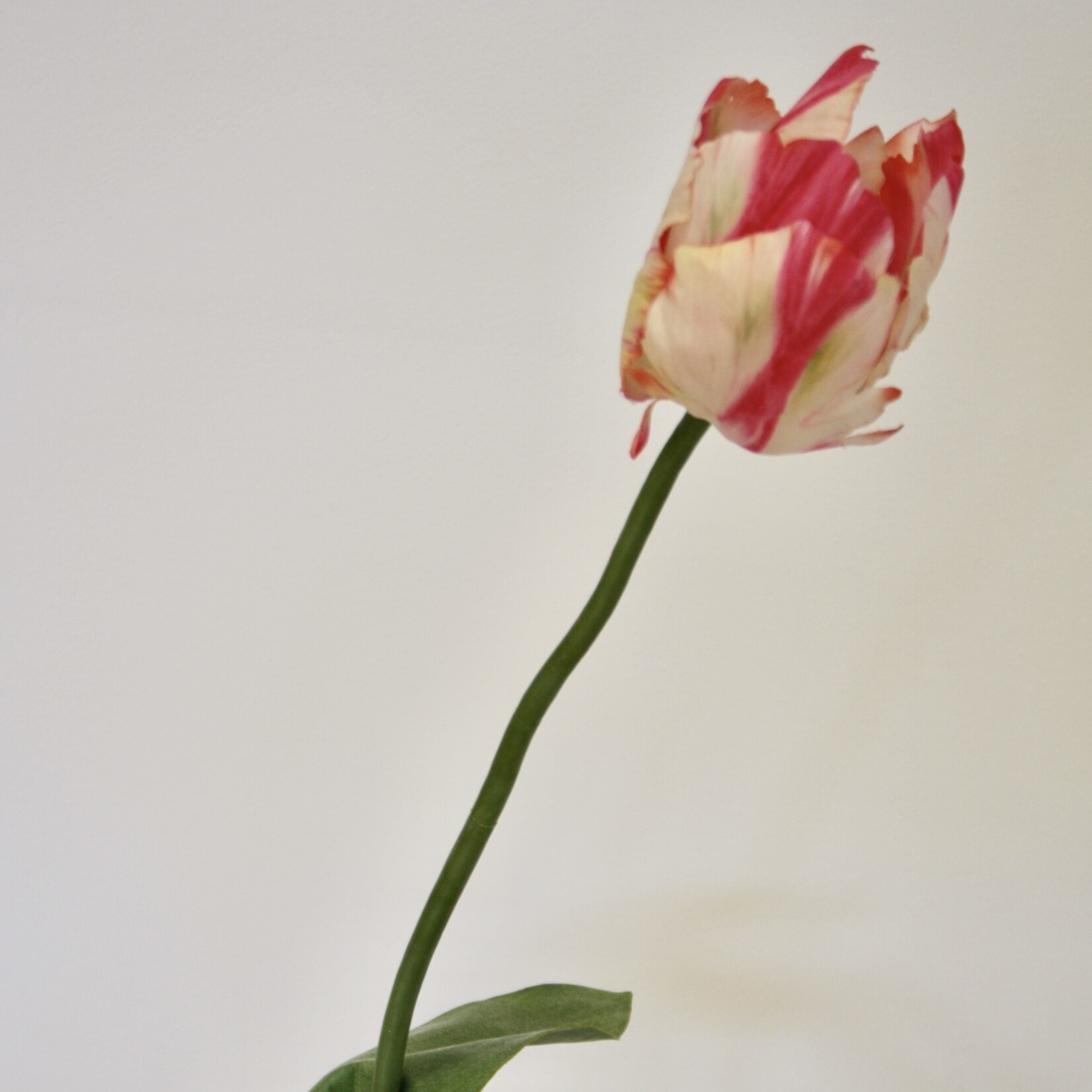 TULP | ROZE WIT | 64 CM