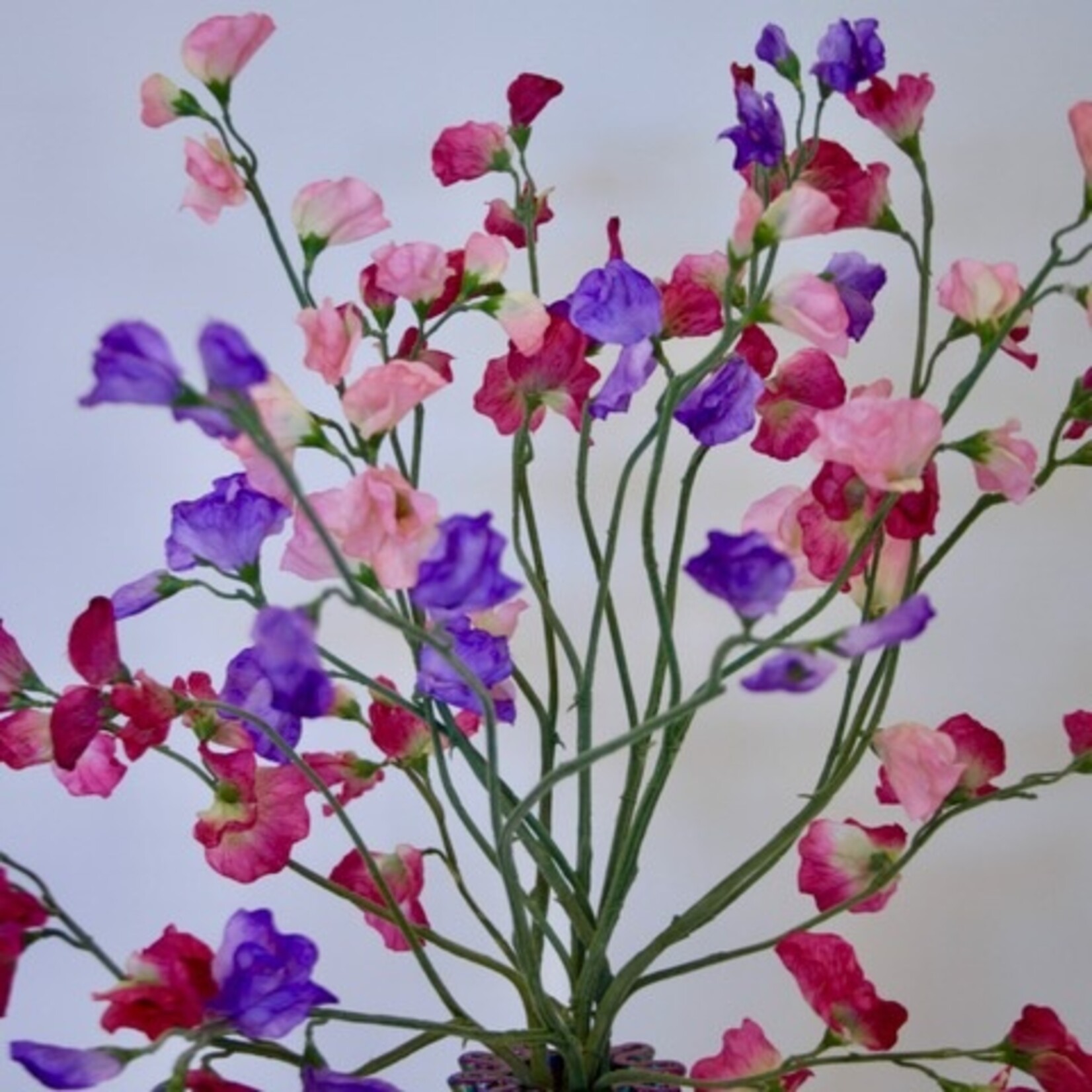 BOUQUET LATHYRUS | PINK PURPLE