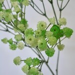 GIPSKRUID | GROEN | 66 CM
