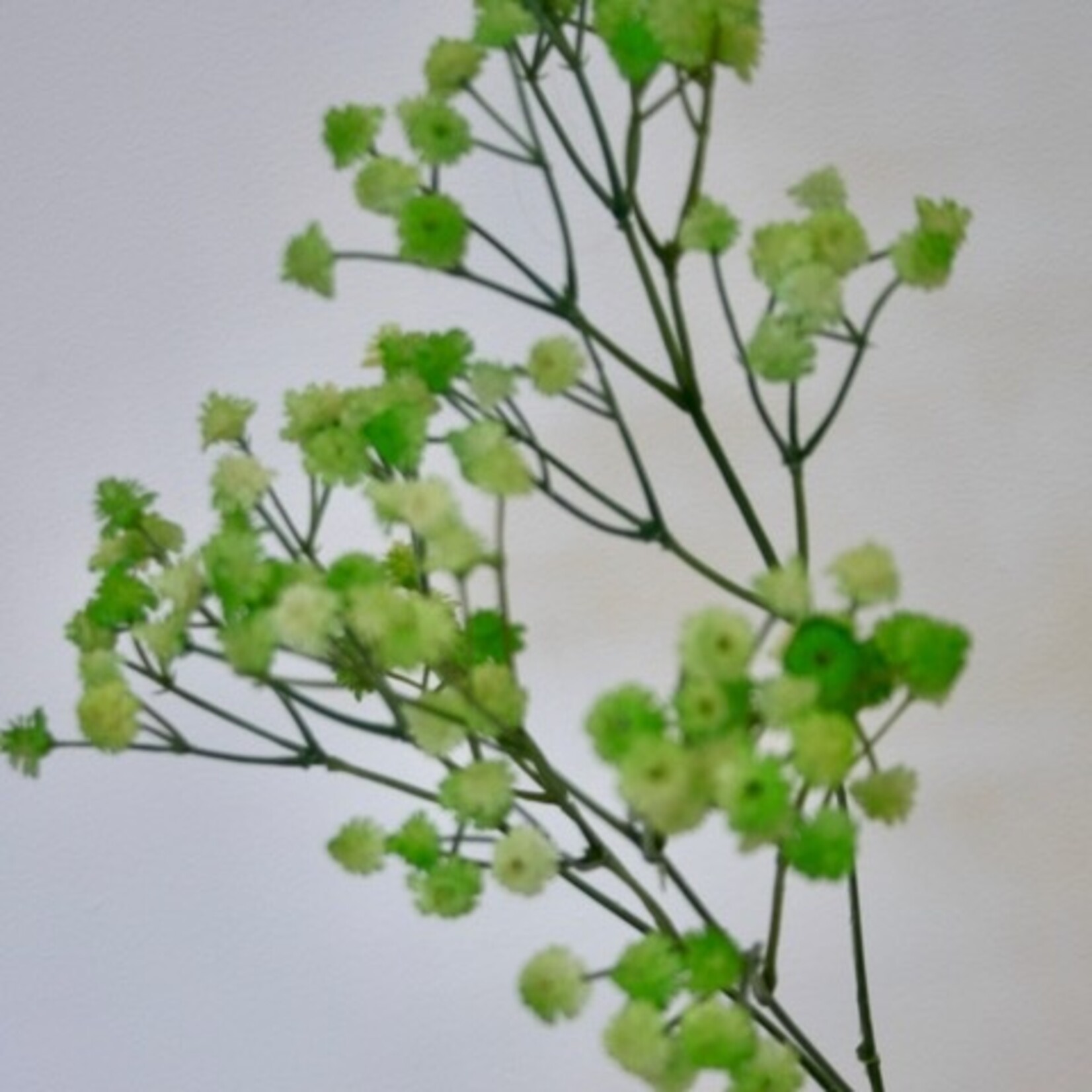 GIPSKRUID | GROEN | 66 CM