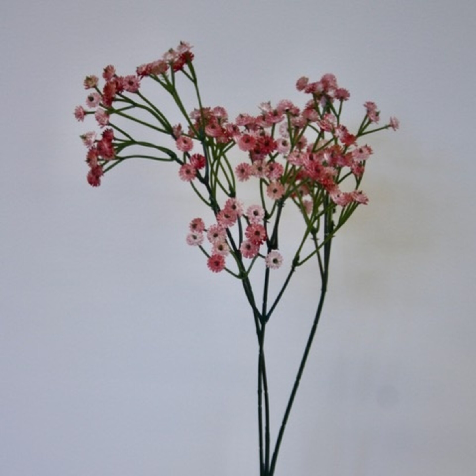 GIPSKRUID | PERZIK | 70 CM