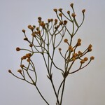 GIPSKRUID | GEEL | 48 CM