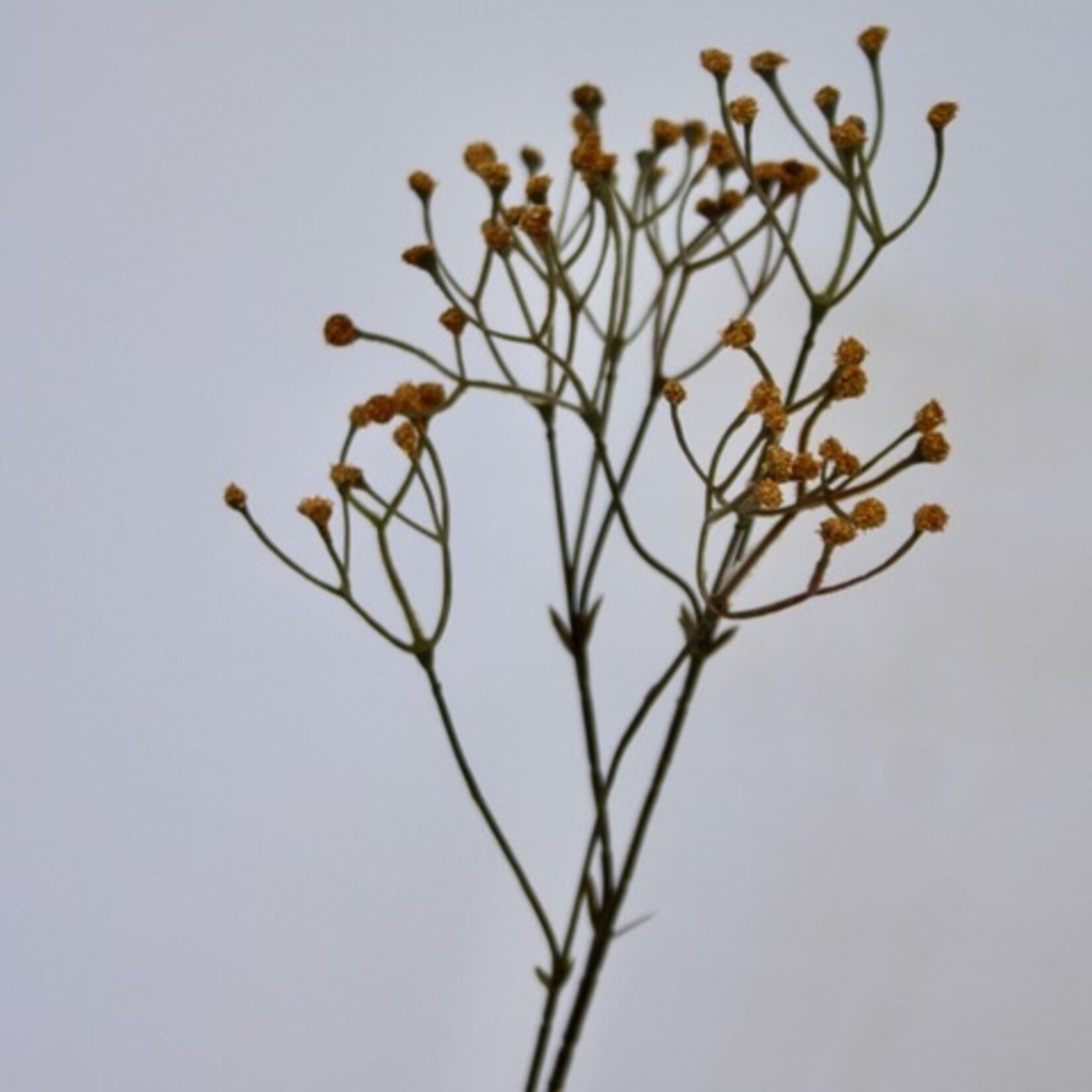 GIPSKRUID | GEEL | 48 CM