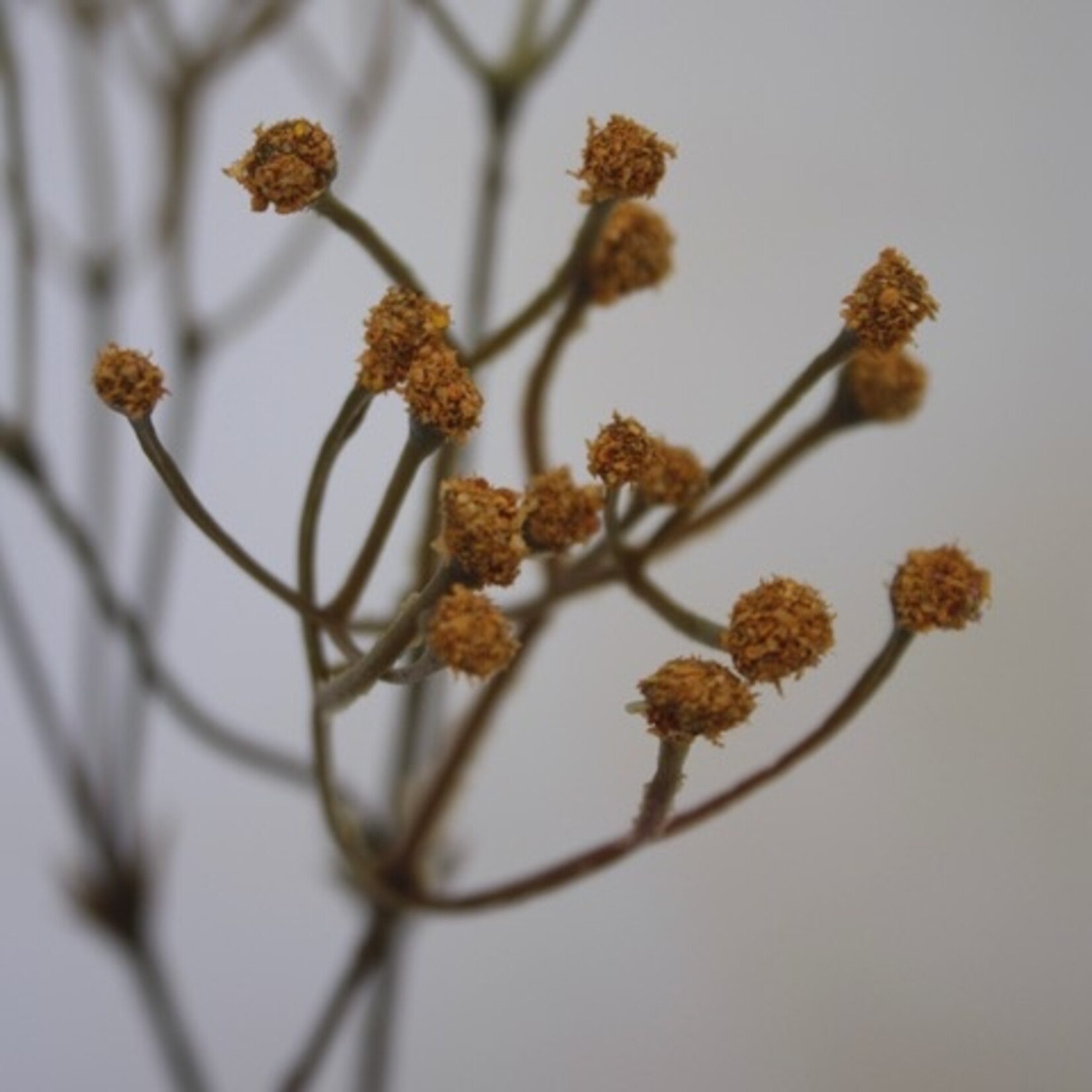 GIPSKRUID | GEEL | 48 CM