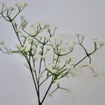 GIPSKRUID | WIT | 50 CM