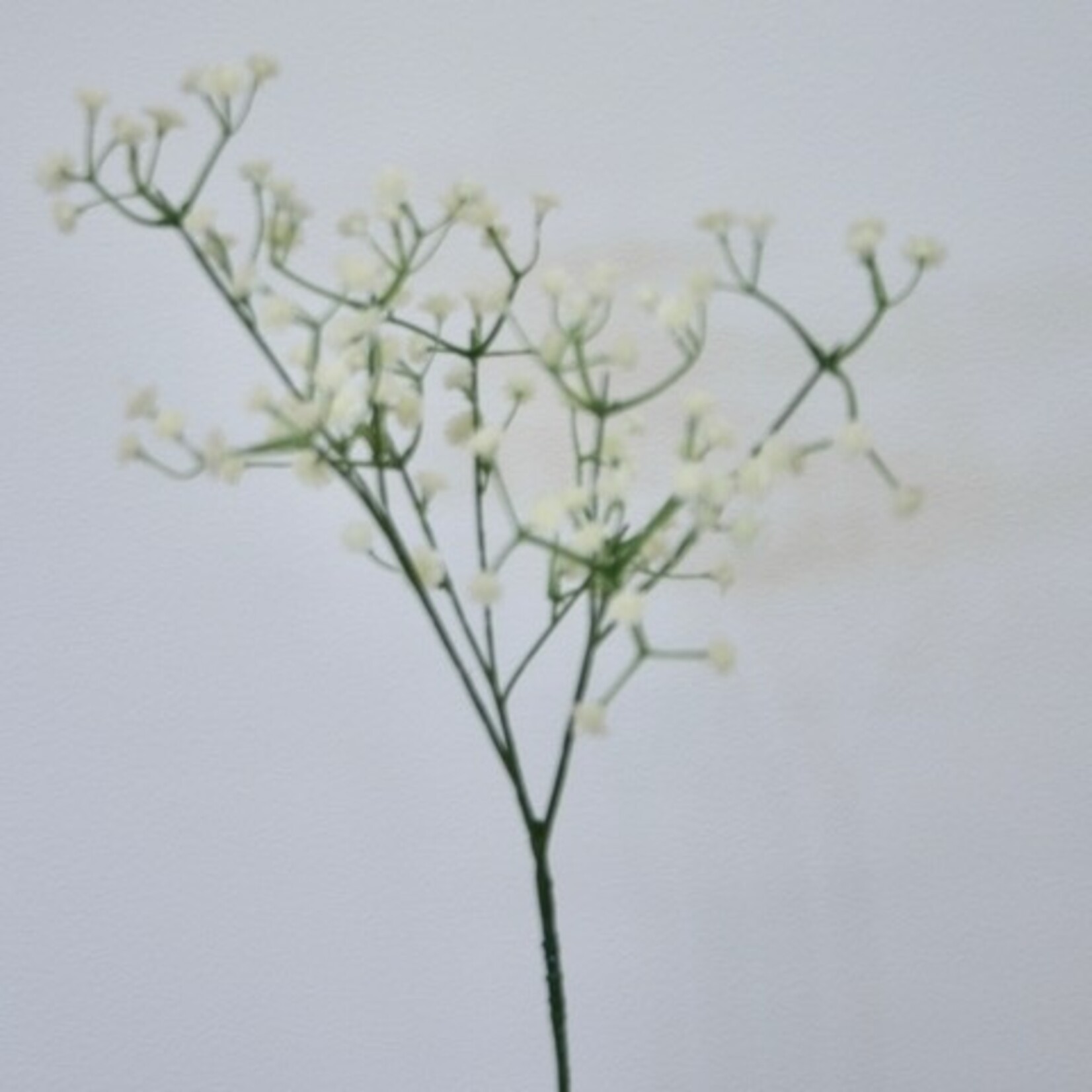 GIPSKRUID SCHNEEFLOCKE | WIT | 50 CM