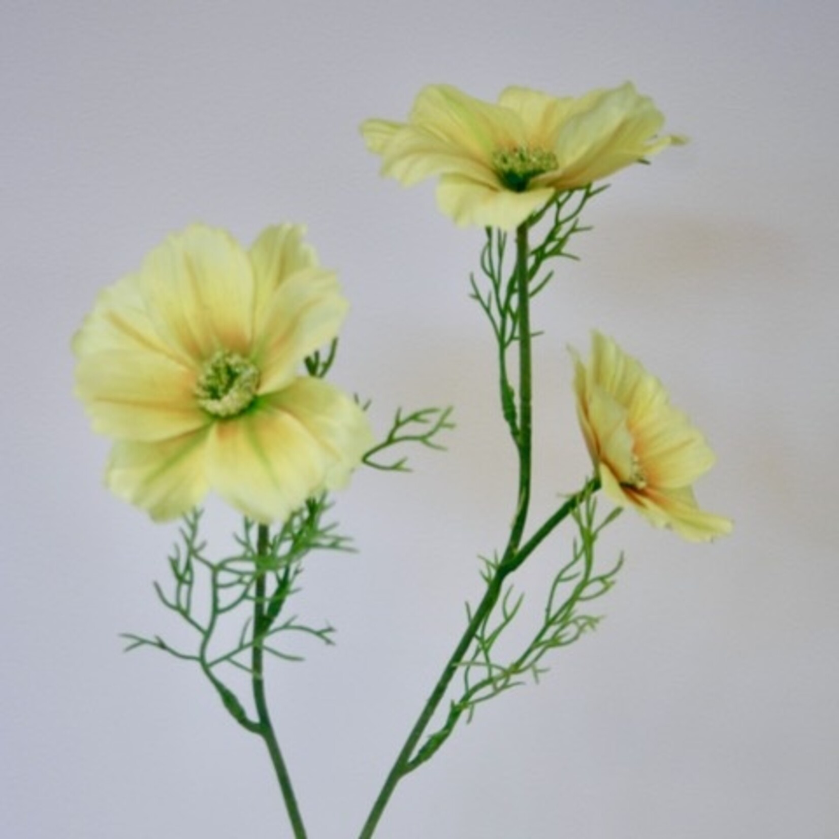 COSMOS XANTHOS | YELLOW | 65 CM
