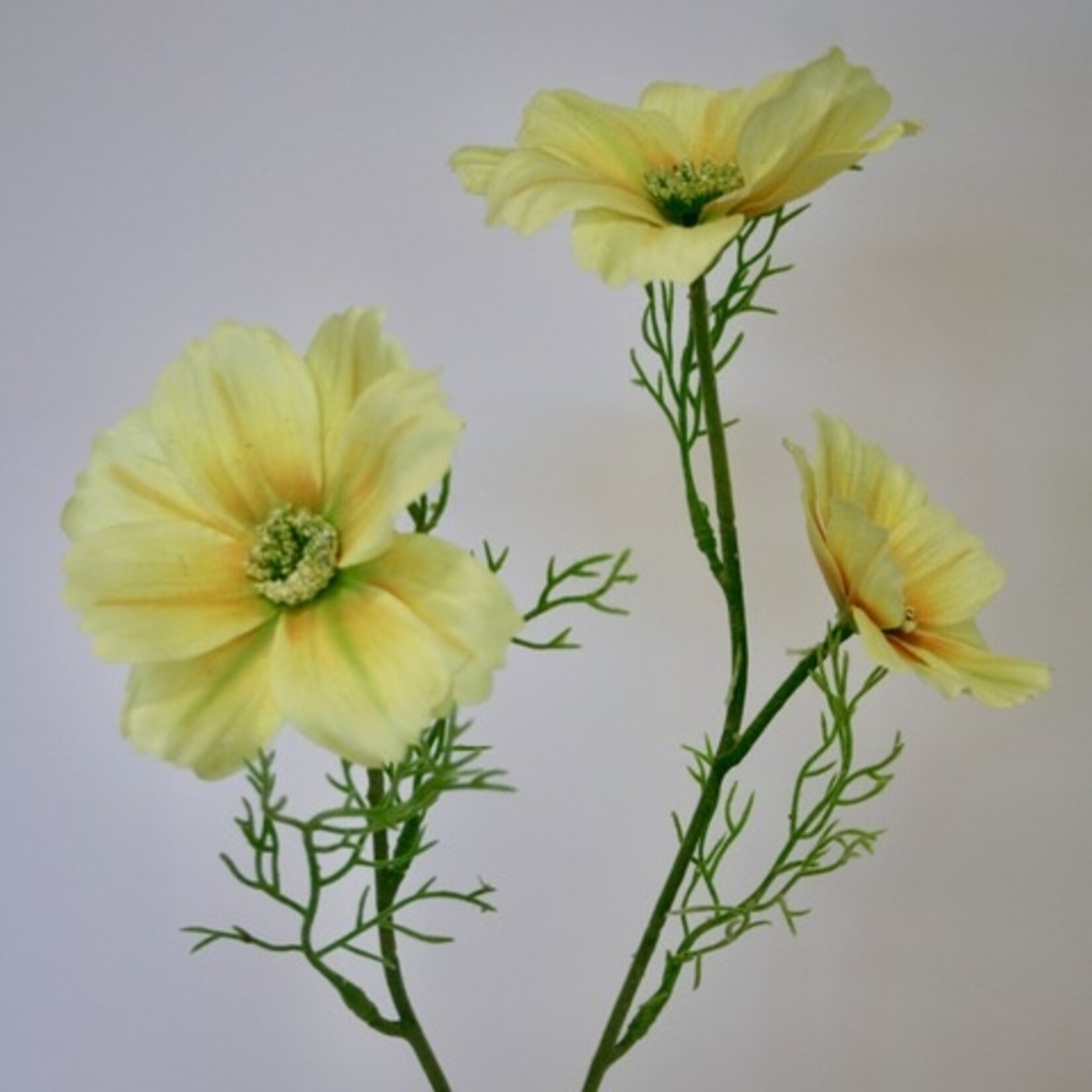 COSMOS XANTHOS | YELLOW | 65 CM