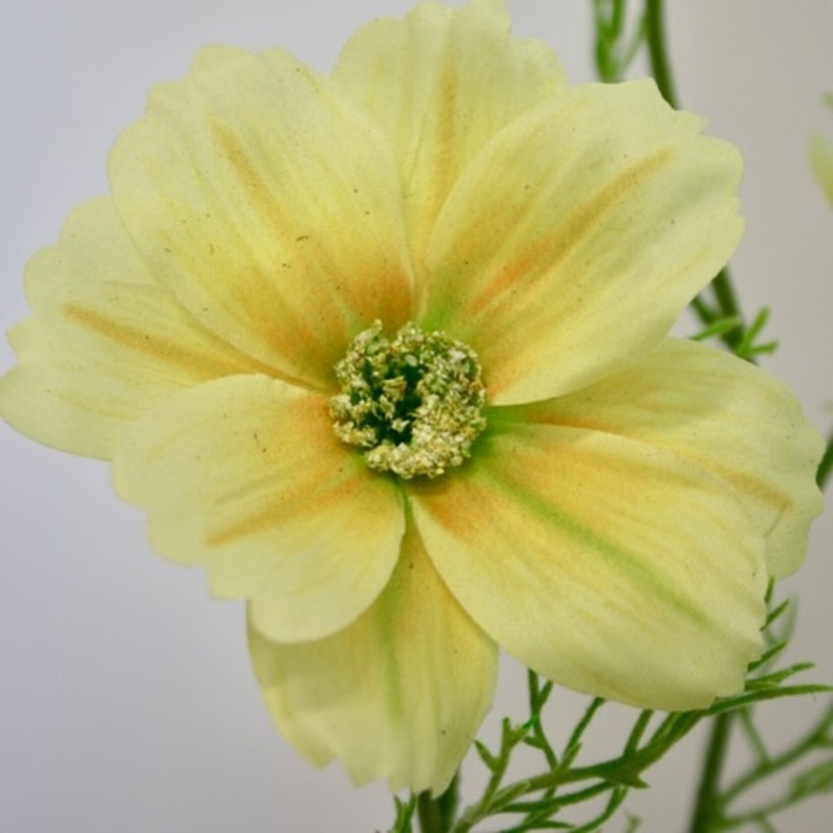 COSMOS XANTHOS | YELLOW | 65 CM