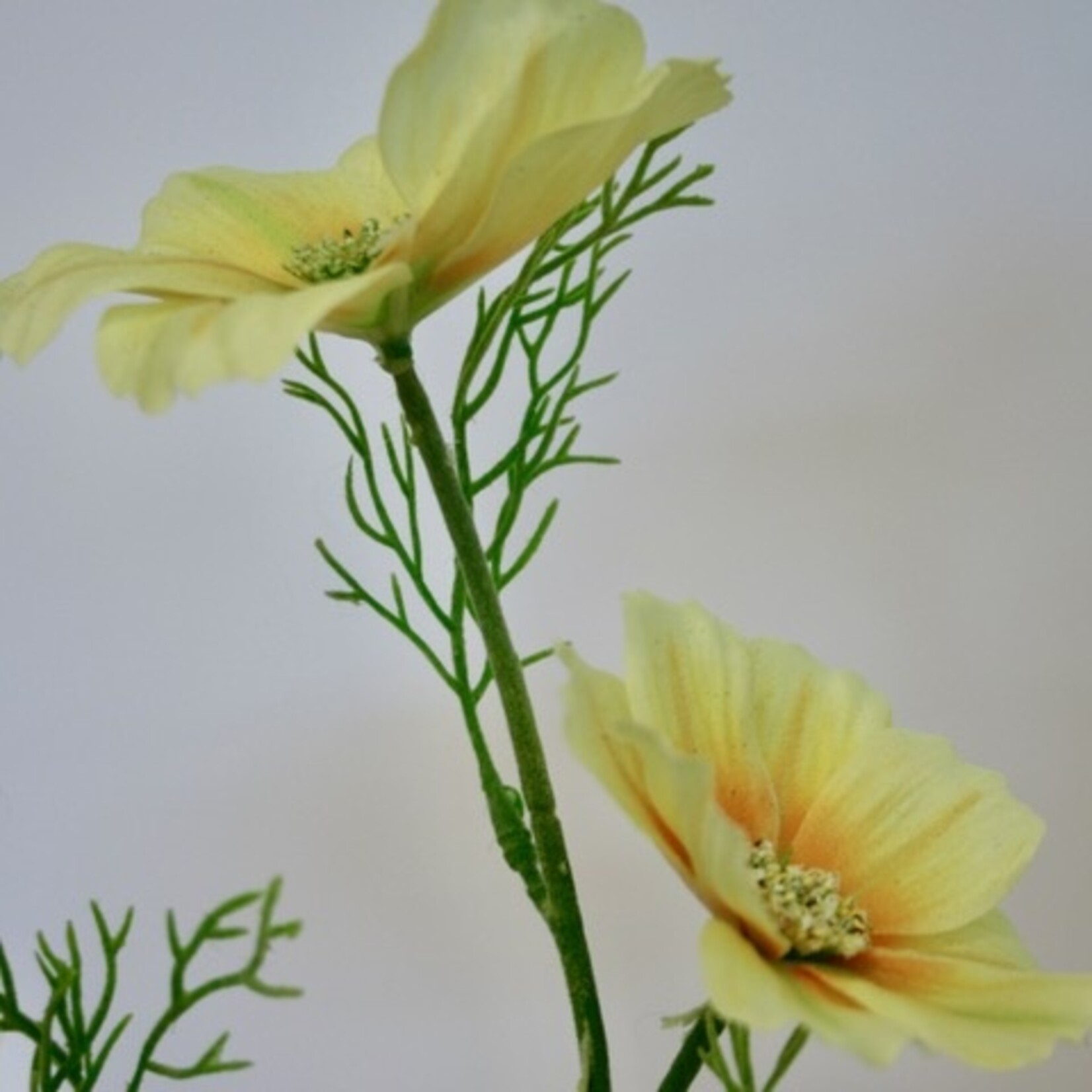 COSMOS XANTHOS | YELLOW | 65 CM