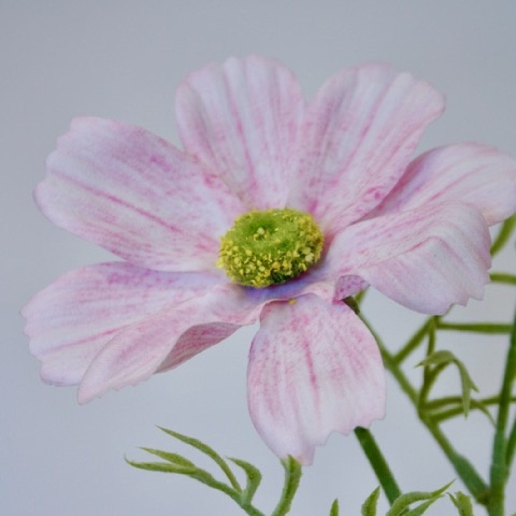 COSMOS COLARETTE | LIGHT PINK | 65 CM