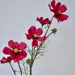 COSMEA | FUCHSIA | 72 CM