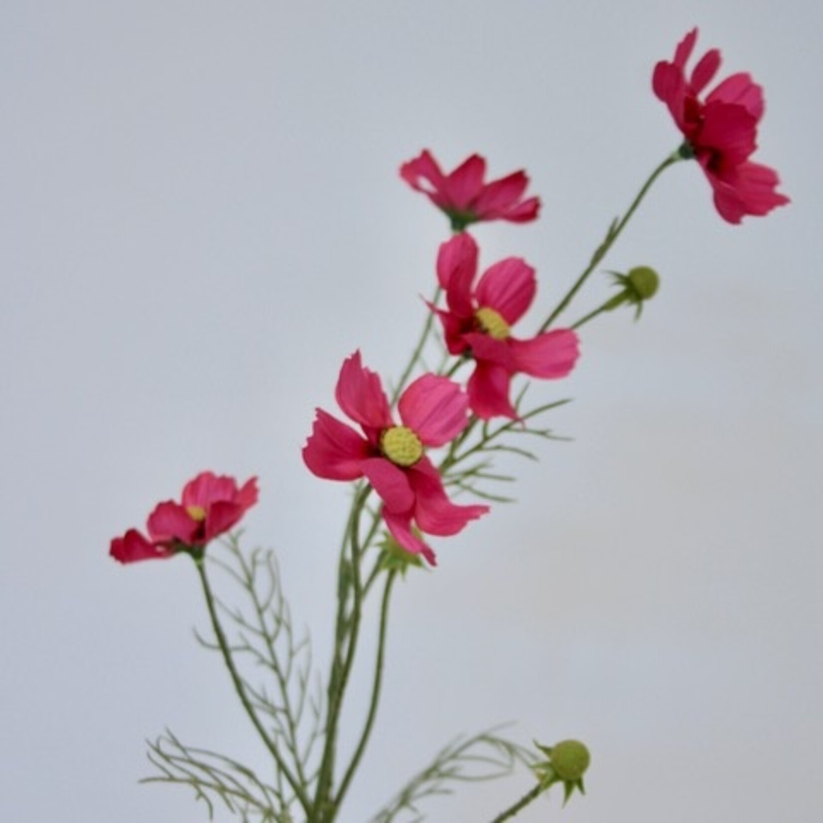 COSMOS XSENIA| FUCHSIA | 72 CM