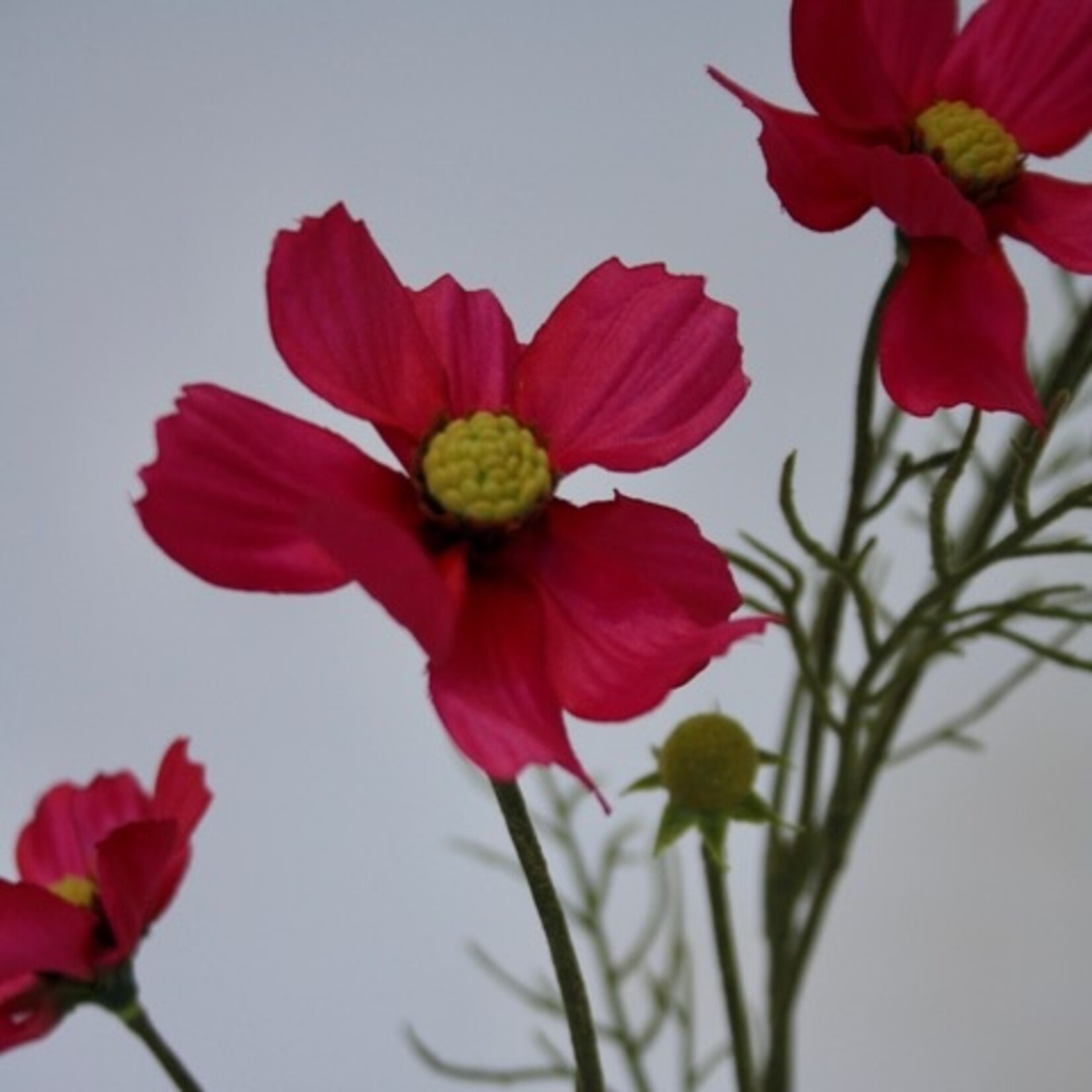 COSMEA XSENIA | FUCHSIA | 72 CM