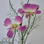 COSMEA | ROZE | 90 CM