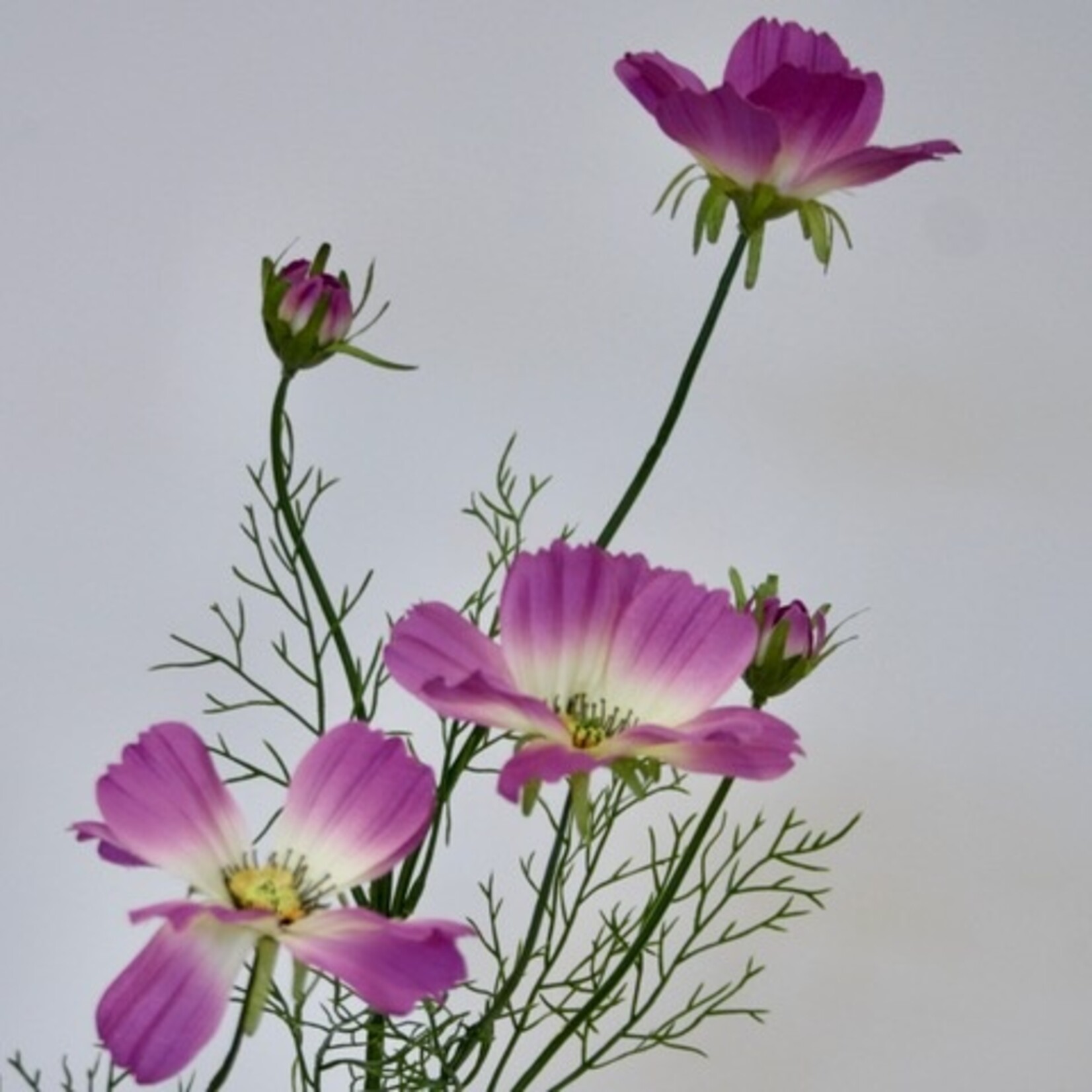 COSMOS SONATA | PINK | 90 CM