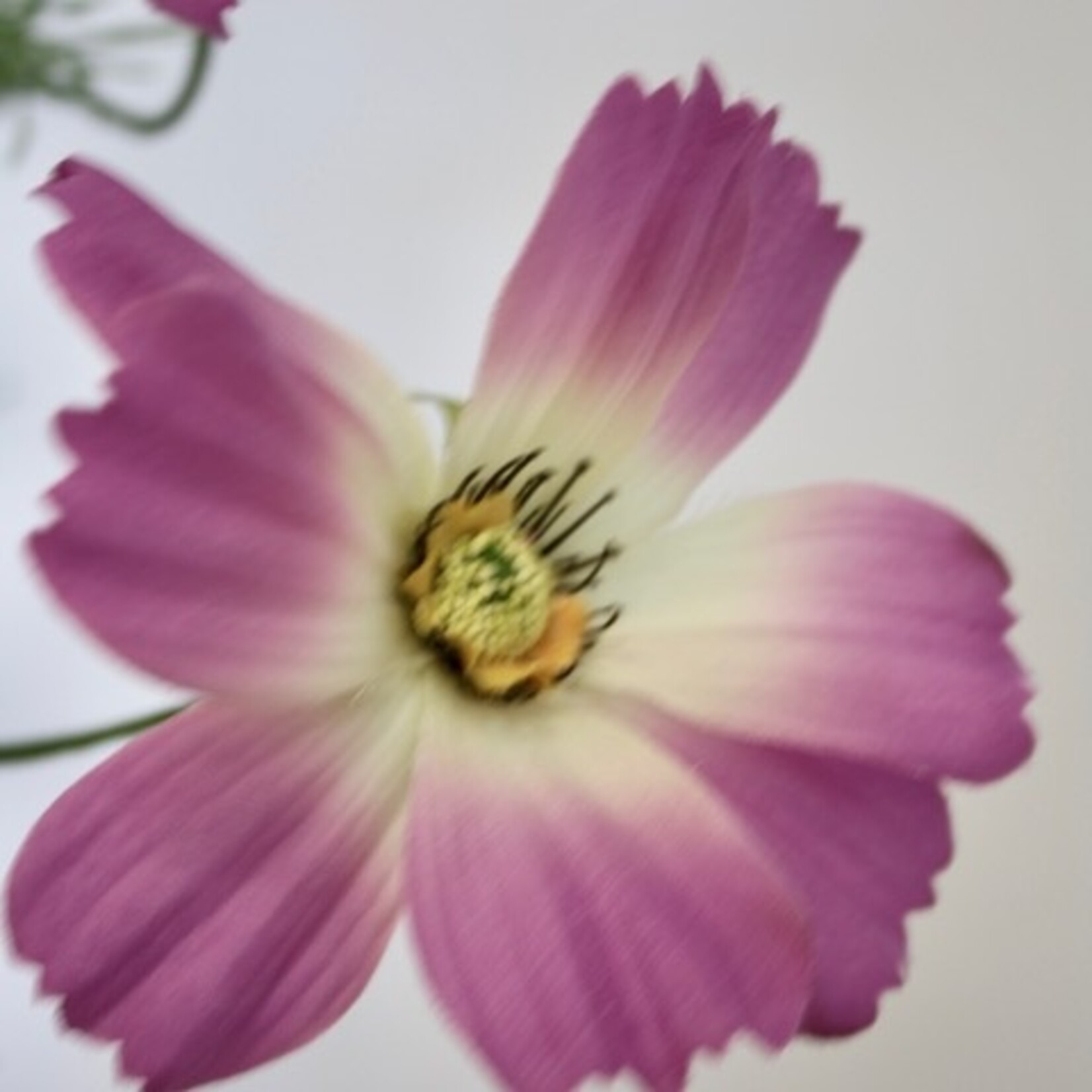COSMEA SONATA| ROZE | 90 CM