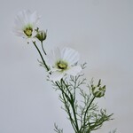 COSMEA | WIT | 90 CM