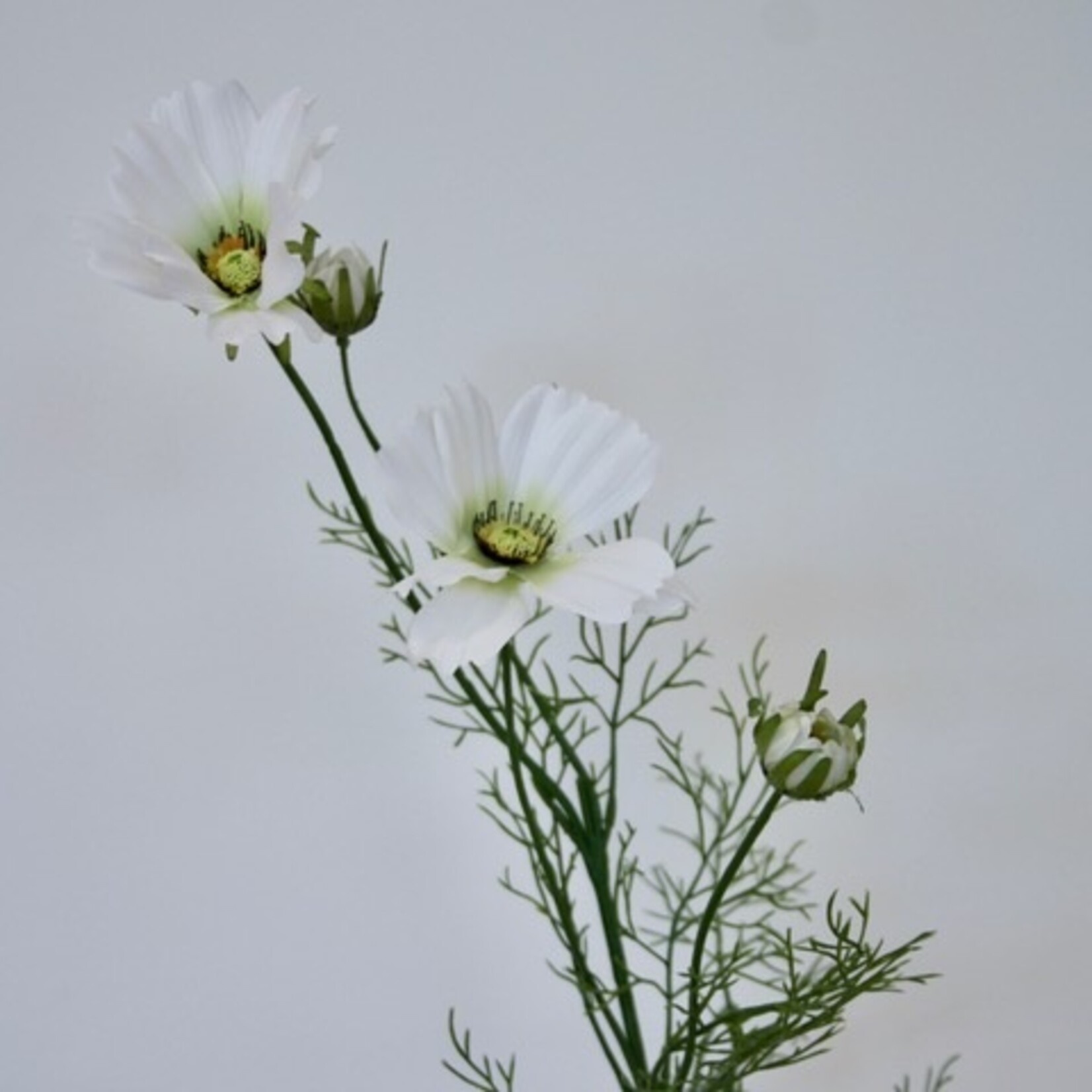 COSMEA FIZZY | WHITE | 90 CM