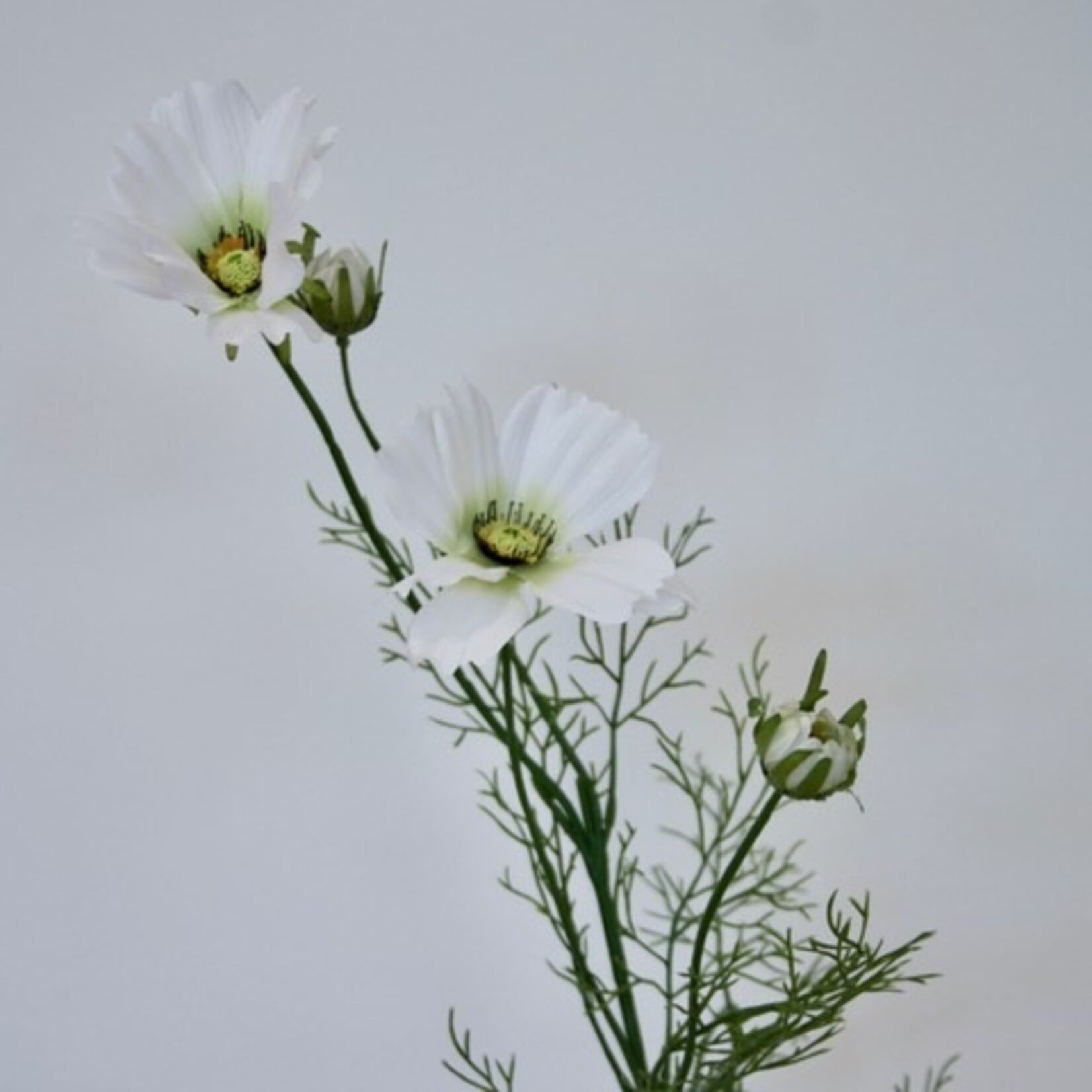 COSMEA FIZZY WHITE| WIT | 90 CM