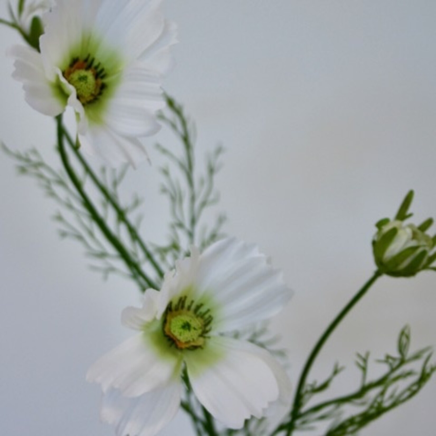 COSMEA FIZZY WHITE| WIT | 90 CM
