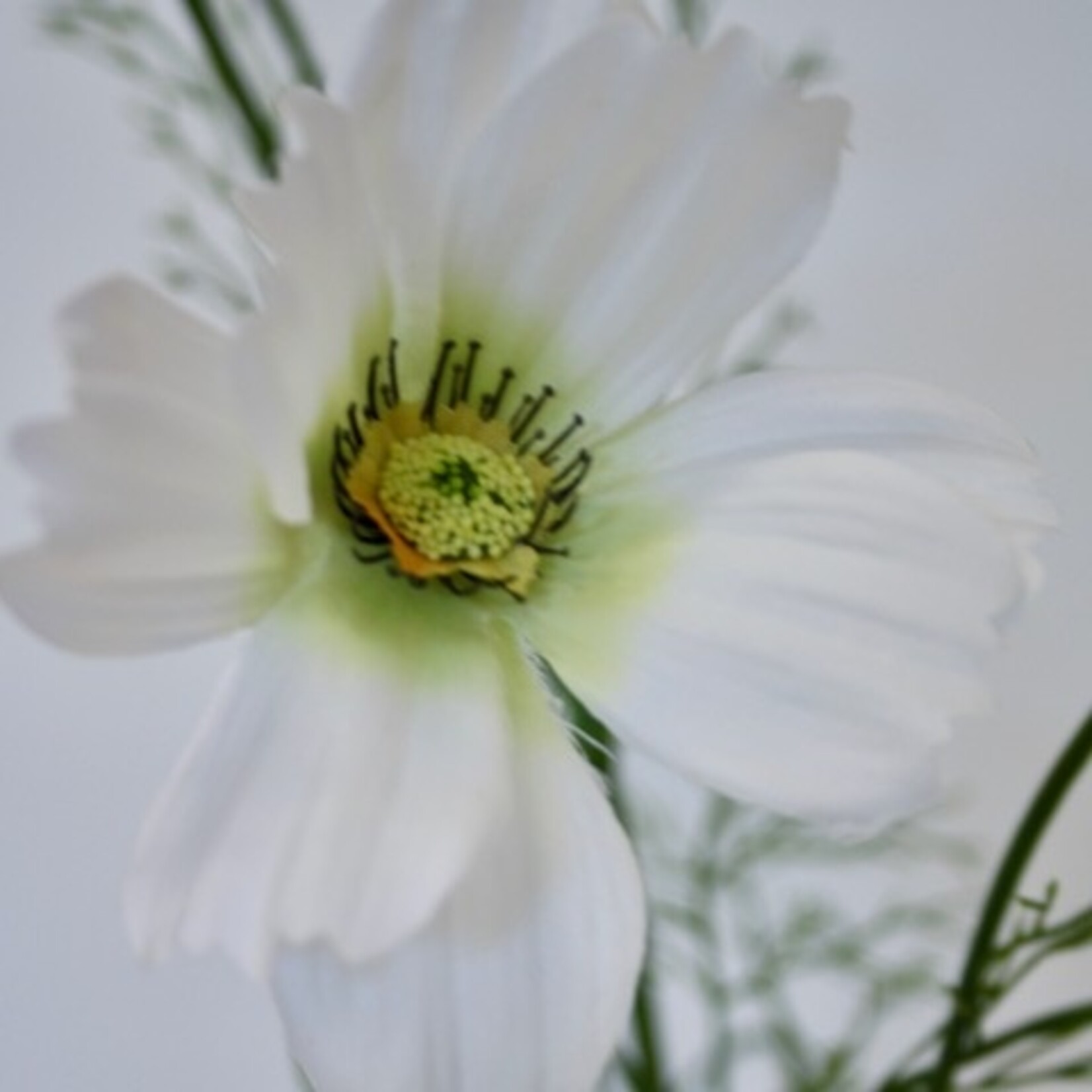 COSMEA FIZZY | WHITE | 90 CM