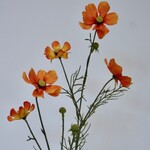 COSMEA | ORANJE | 72 CM