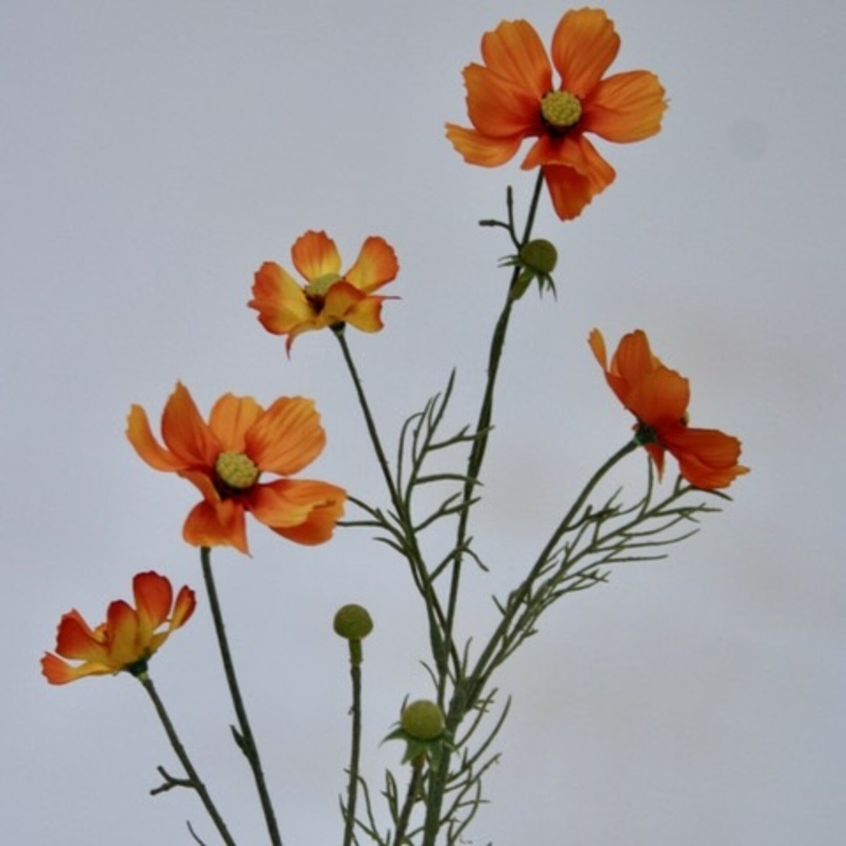 COSMEA TOTALLY TANGERINE | ORANJE | 72 CM