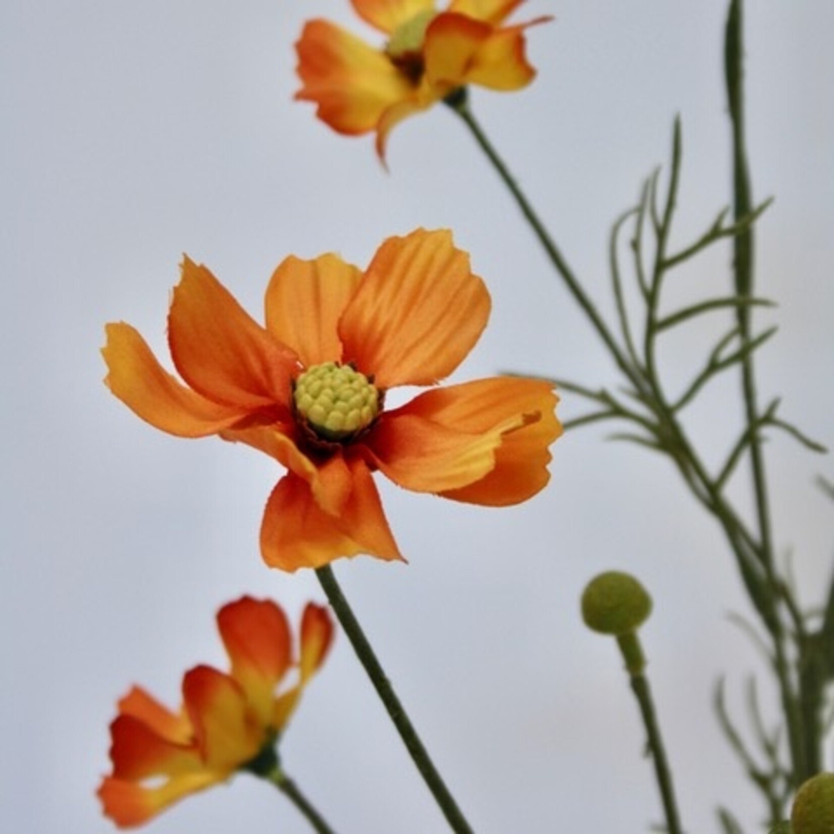 COSMEA TOTALLY TANGERINE | ORANJE | 72 CM