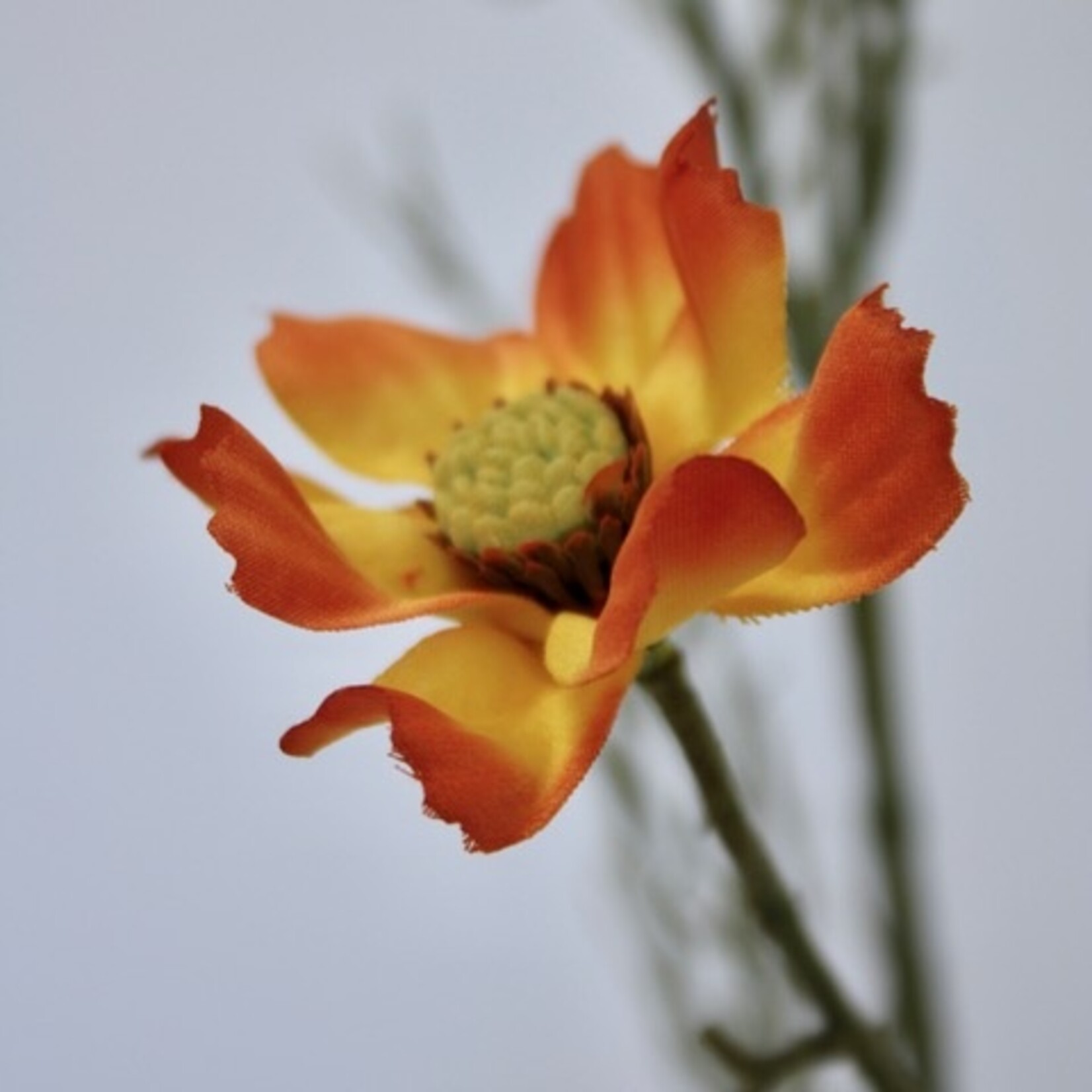 COSMEA TOTALLY TANGERINE | ORANJE | 72 CM