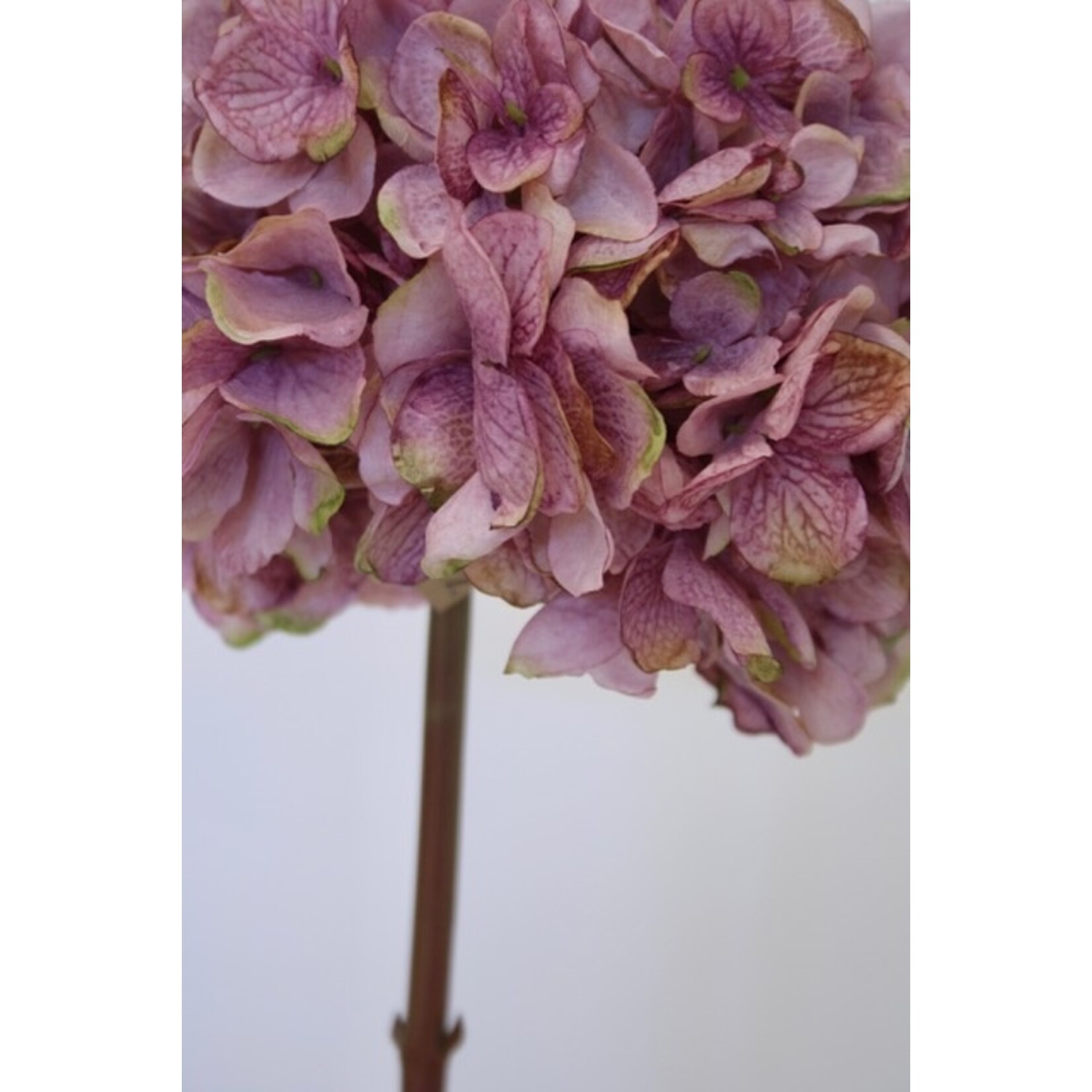 HYDRANGEA | LILAC | 83 CM