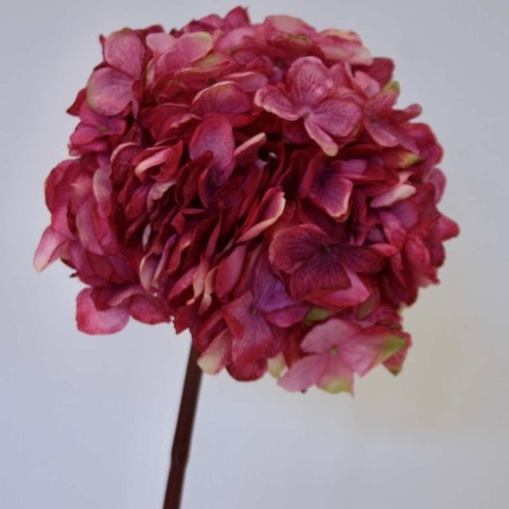 HORTENSIA BOL | FUCHSIA | 83 CM