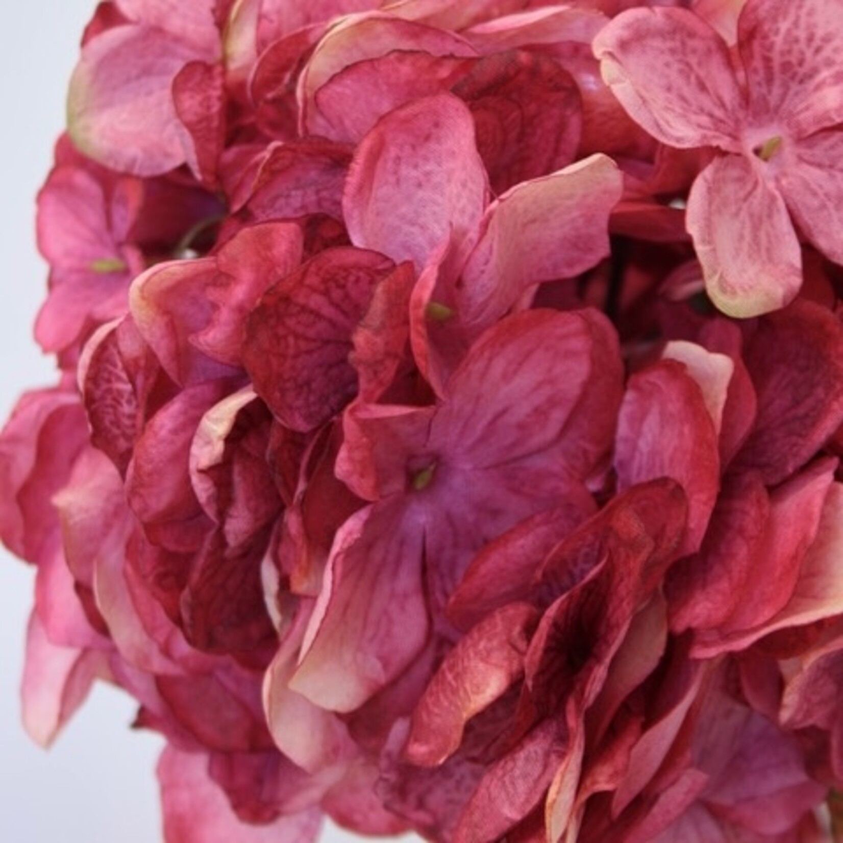 HORTENSIA BOL | FUCHSIA | 83 CM