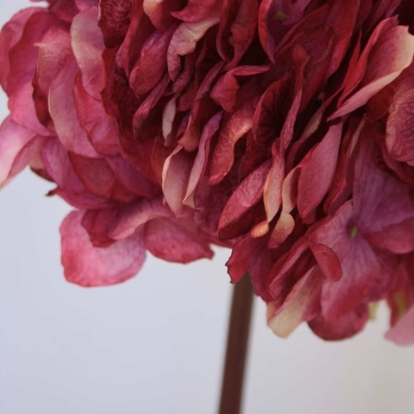 HORTENSIA BOL | FUCHSIA | 83 CM