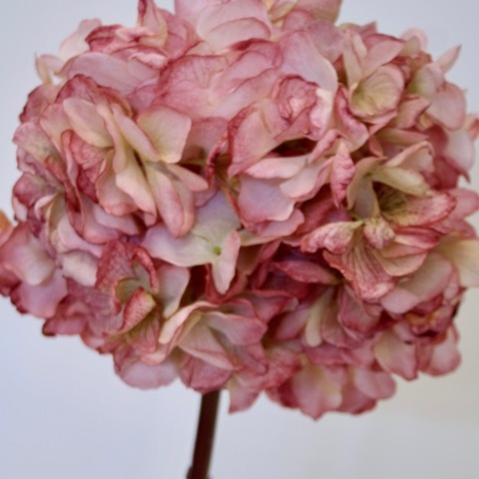 HORTENSIA BOL | LICHT ROZE | 83 CM