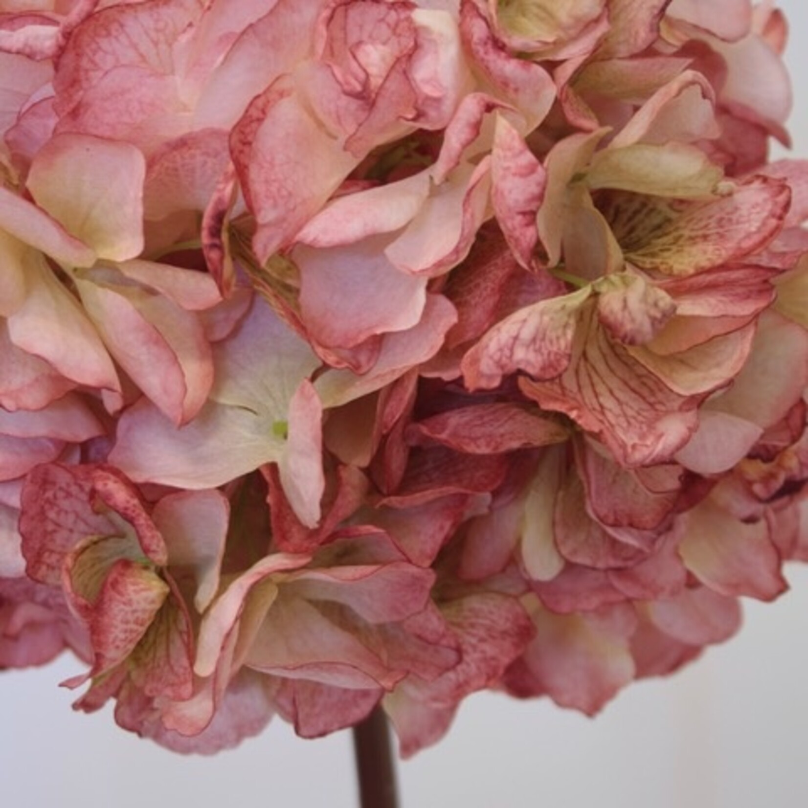 HORTENSIA BOL | LICHT ROZE | 83 CM
