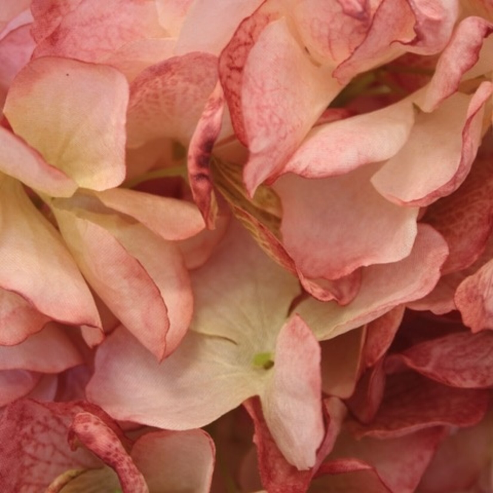 HORTENSIA BOL | LICHT ROZE | 83 CM